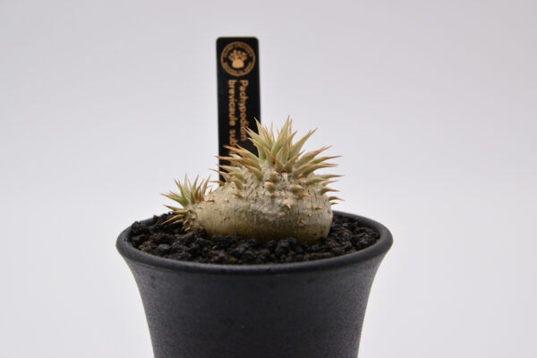 Pachypodium brevicaule ssp. leucoxanthum 2.5号鉢