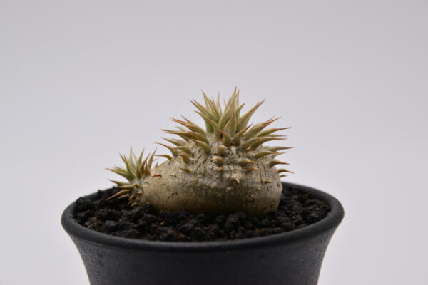 Pachypodium brevicaule ssp. leucoxanthum 2.5号鉢 - 画像 (5)