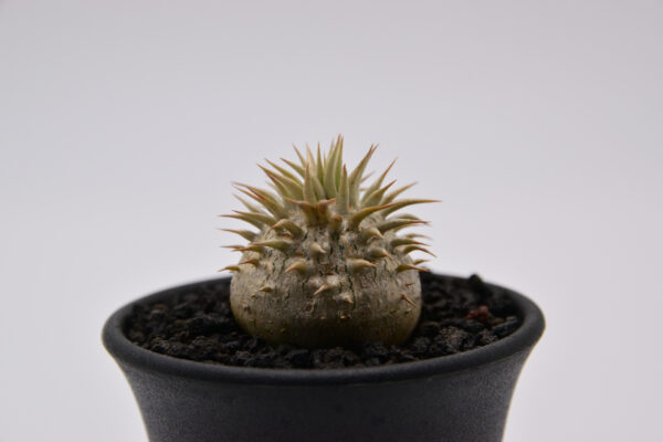 Pachypodium brevicaule ssp. leucoxanthum 2.5号鉢 - 画像 (4)