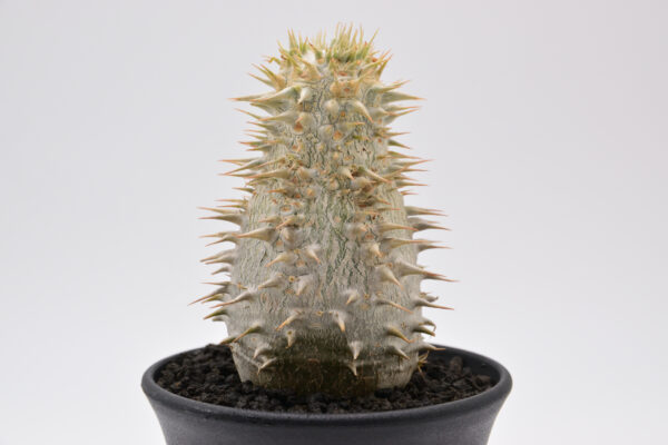 Pachypodium brevicaule ssp. leucoxanthum 3.5号鉢 - 画像 (5)