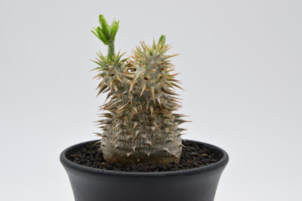 Pachypodium horombense 3.5号鉢 - 画像 (2)