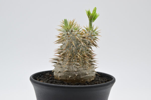 Pachypodium horombense 3.5号鉢 - 画像 (4)