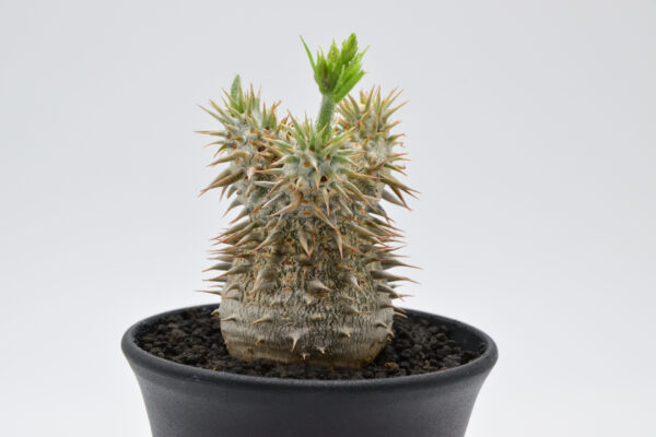 Pachypodium horombense 3.5号鉢 - 画像 (5)