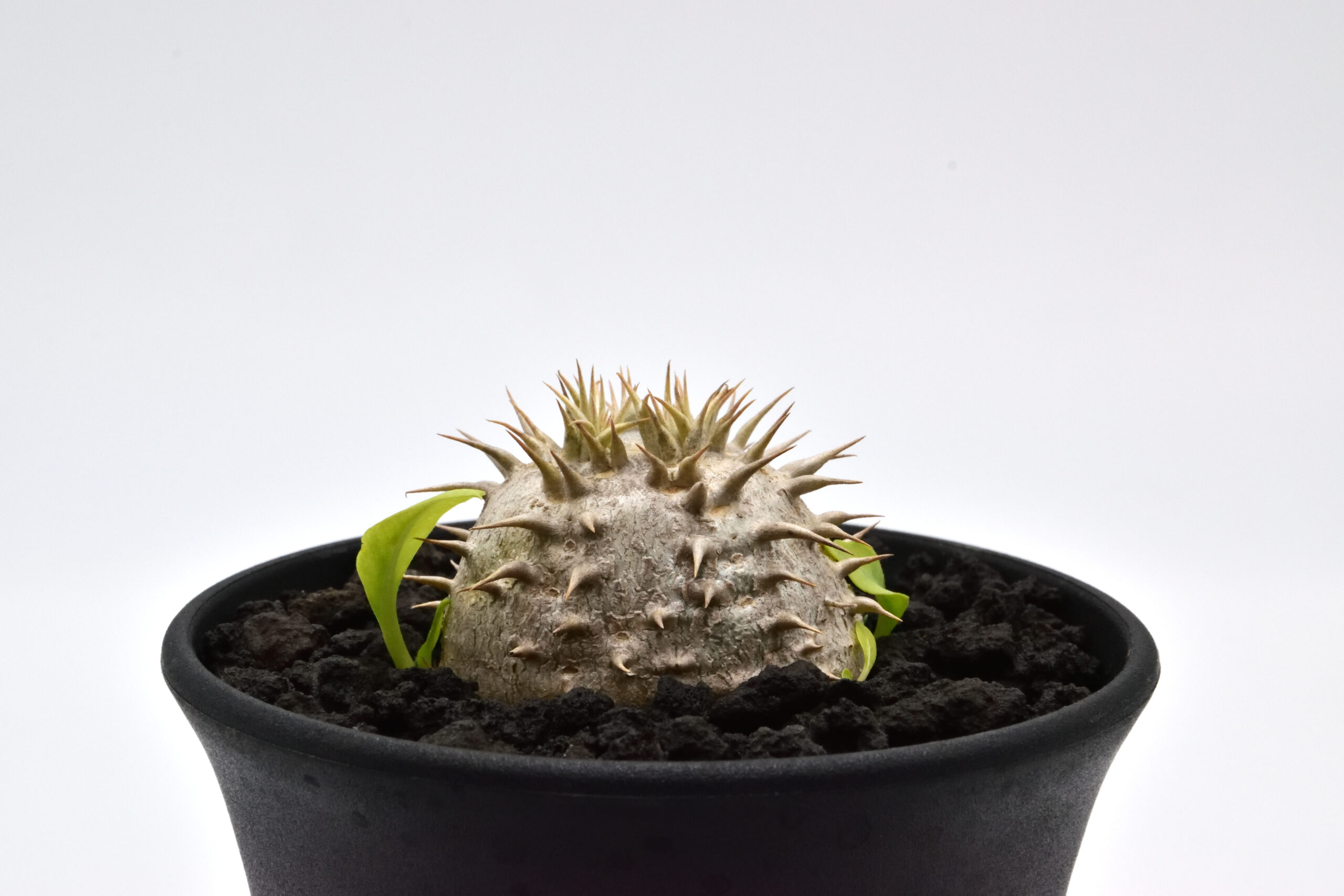 パキポディウム 恵比寿笑い 大株 のりたけ]恵比寿笑い デカい