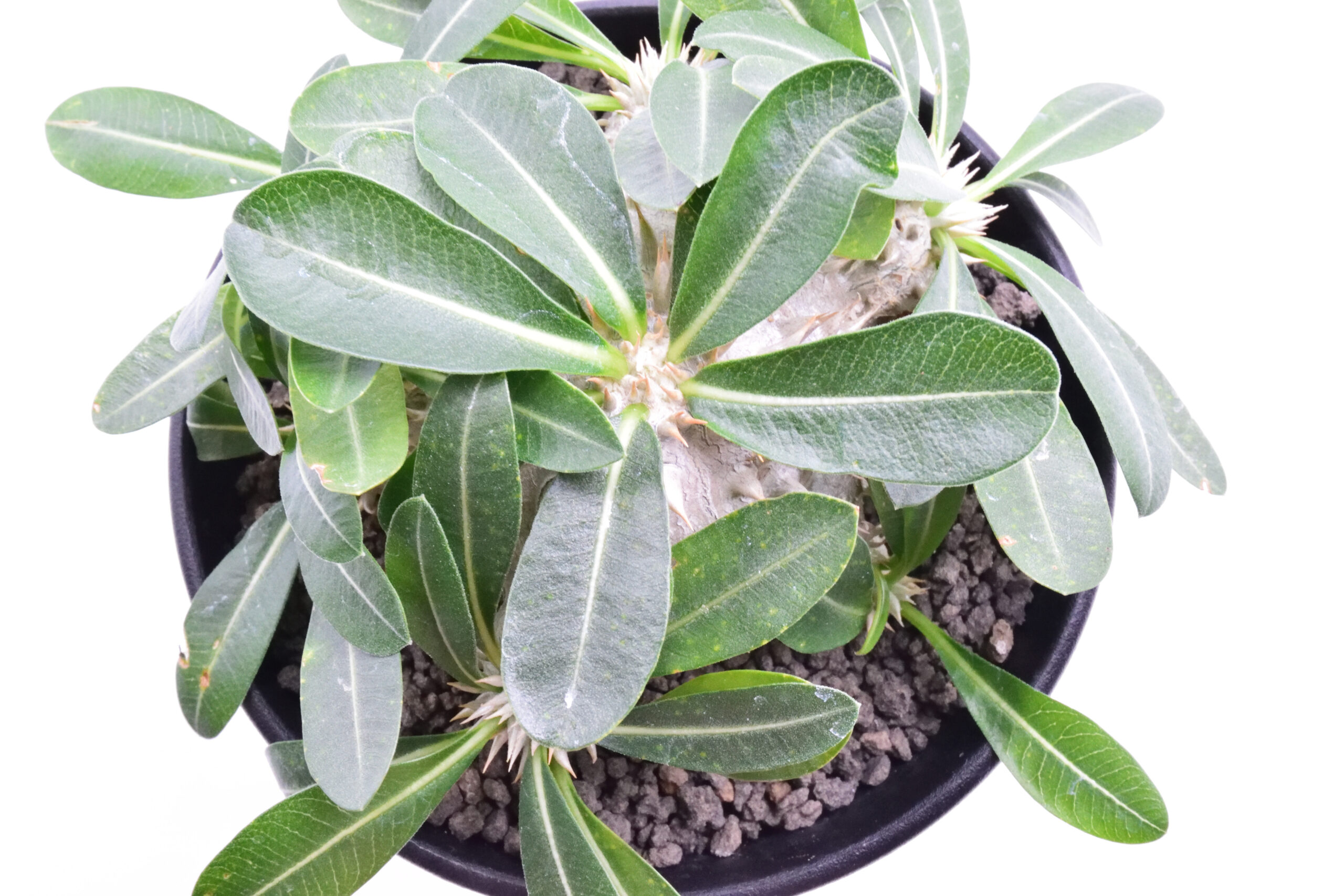 Pachypodium leucoxanthum パキポディウム ブレビカウレ 恵比寿
